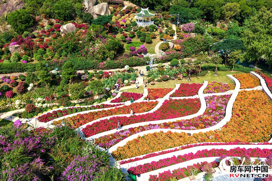 房车网 三角梅彩虹梯田美不胜收。人民网记者 陈博摄