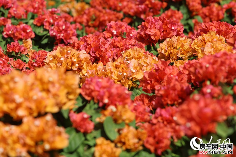 房车网 阳光下的三角梅显得格外娇艳。人民网记者 陈博摄