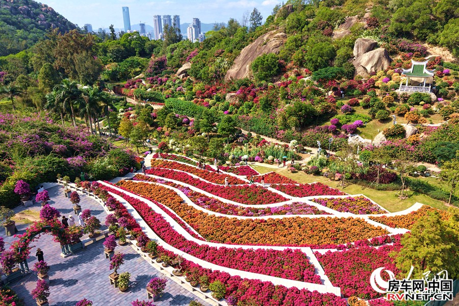 房车网 绚丽多彩的三角梅拼成“调色板”。人民网记者 陈博摄