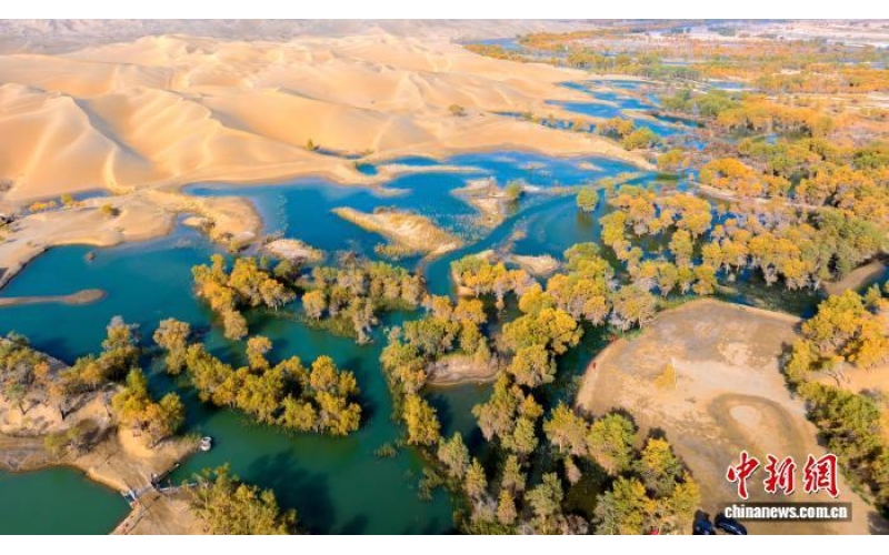 新疆塔里木胡杨迎来观赏期