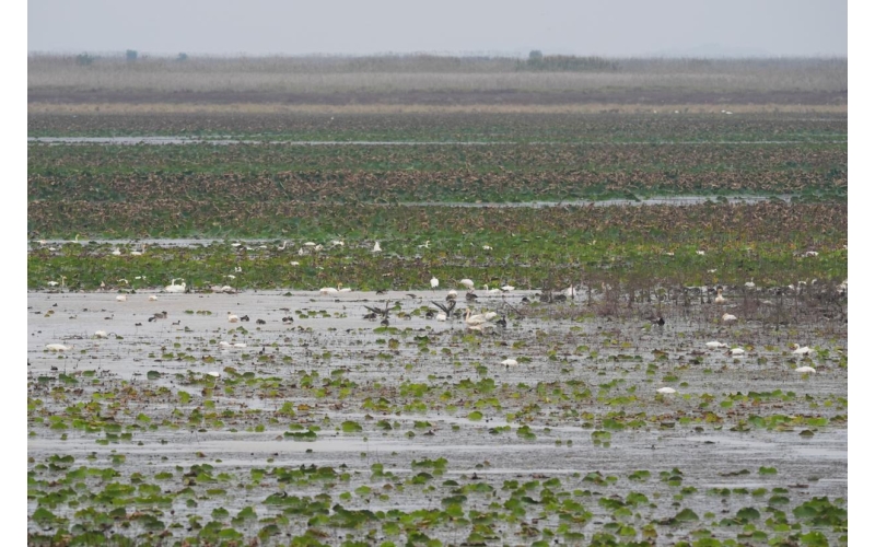 鄱阳湖“鹤舞莲海”：这场“天作之合”如何奇缘长续？