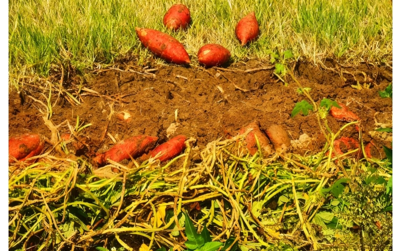 写点生活｜番薯随想